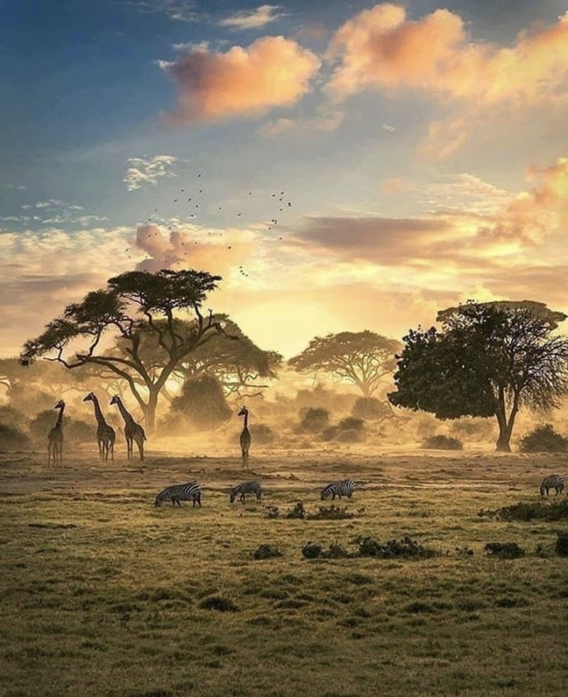 Africa, animales, paisaje, Fondo de pantalla de teléfono HD | Peakpx
