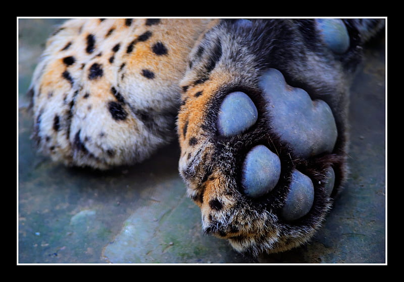 leoppard, resting, crossed, dots, feet, HD wallpaper