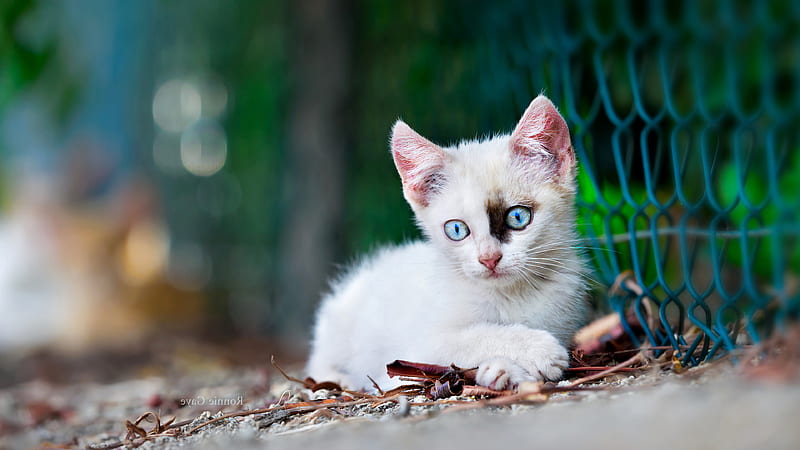 White Cat Kitten Is Sitting Near Chain Link Fence Kitten, HD wallpaper