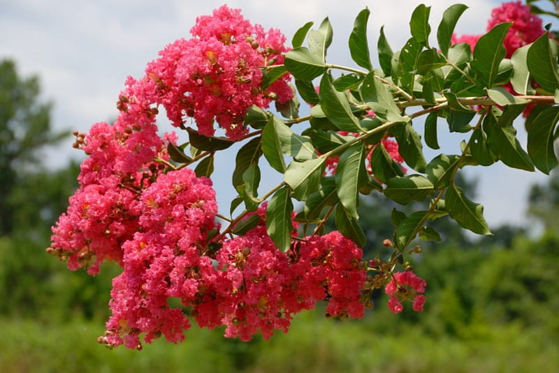 Pink Crepe Myrtle Tree Blossoms, Trees, Pink, Crepe Myrtle, Blossoms, Flowers, Nature, HD wallpaper