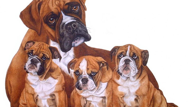 boxer puppies wallpaper