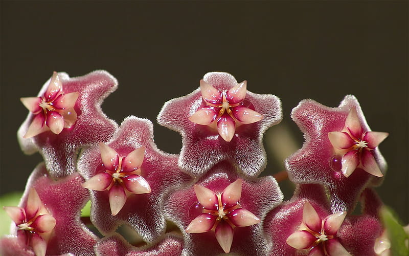 Hoya pubiocalyx, wax flower, asclepiad, hoya, burgundy, hairy, HD wallpaper