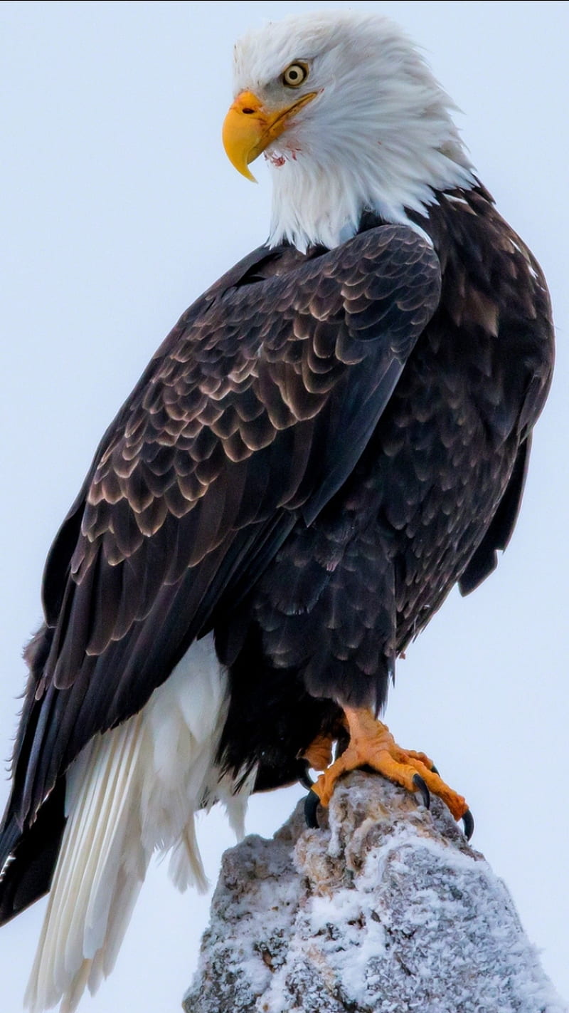 Bald Eagle, animal, HD phone wallpaper