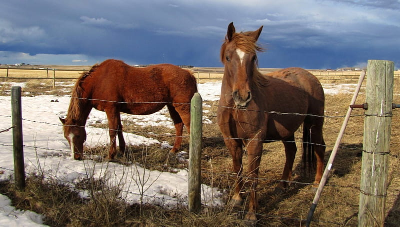 Horses Behind the Fence, pastures, grazing, animals, horses, winter, HD wallpaper