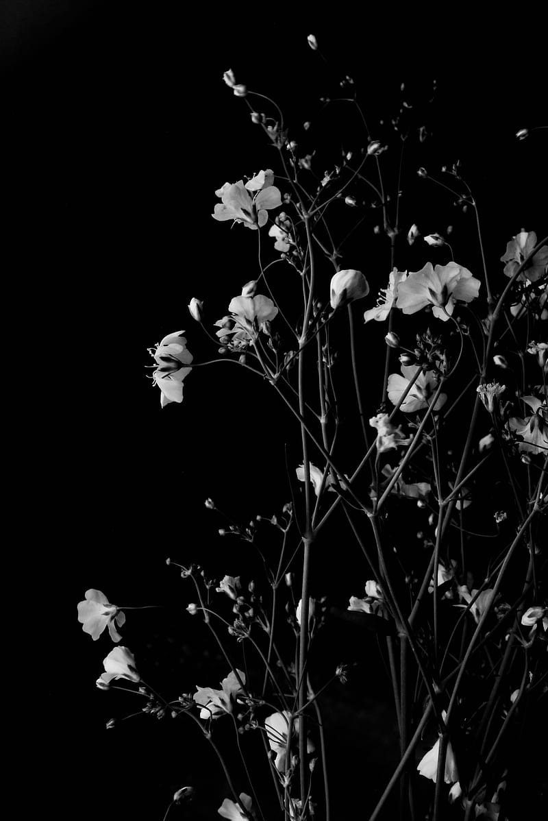 Flowers, branches, black and white, black, HD phone wallpaper | Peakpx