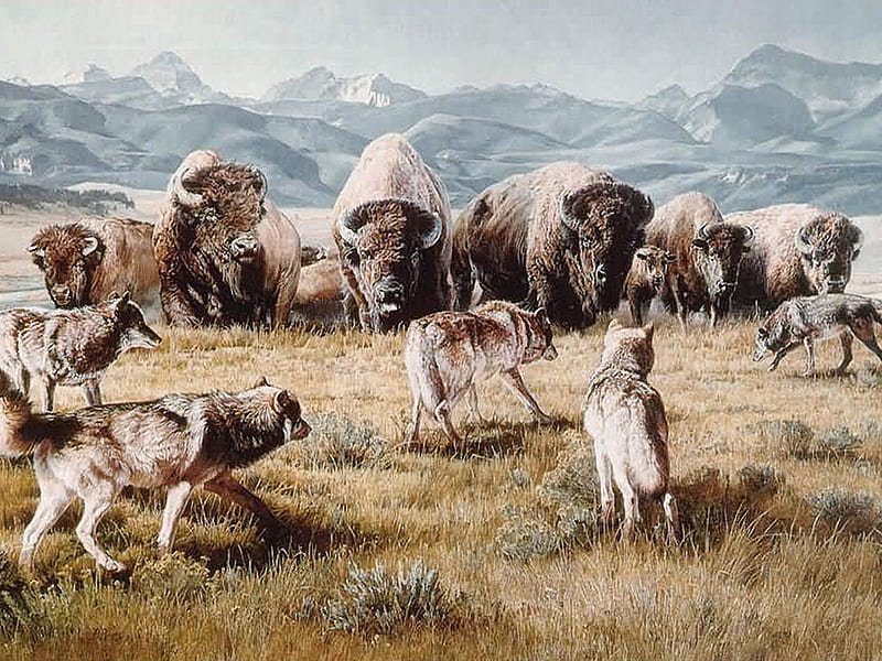 Wolves Vs Bisons, Art Painthing, Nature, Hd Wallpaper 