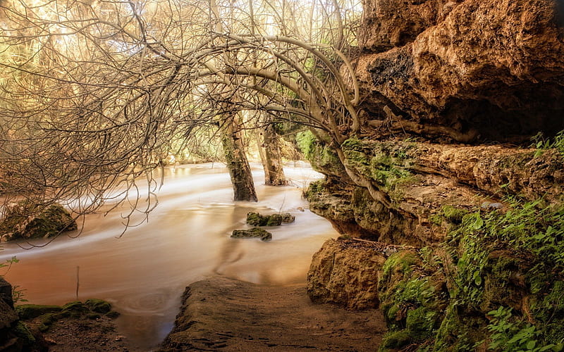 amazing trees growing in a stream and through a rock, stream, rocks, moss, trees, branches, HD wallpaper