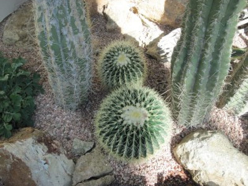 Cactus at the garden, rocks, green, graphy, cactus, gravel, HD wallpaper