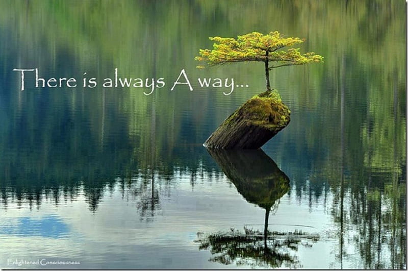 THERE IS ALWAYS A WAY, LOG, QUOTE, TREE, HD wallpaper