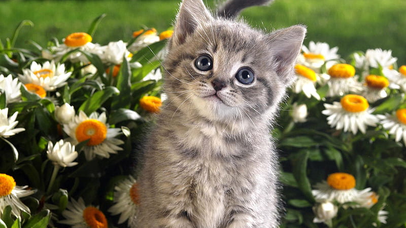 Ash White Cute Cat Kitten Is Looking Up Surrounded By Flowers Plants Cute Cat, HD wallpaper