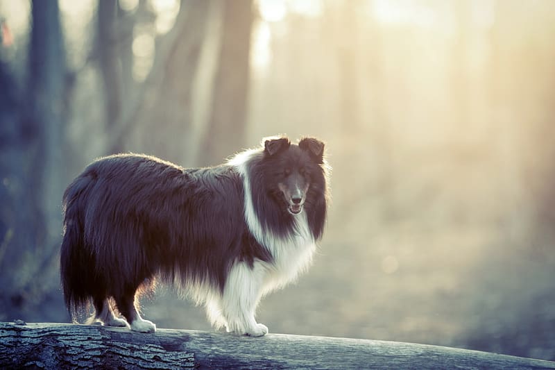 Dogs, Dog, Animal, Rough Collie, HD wallpaper