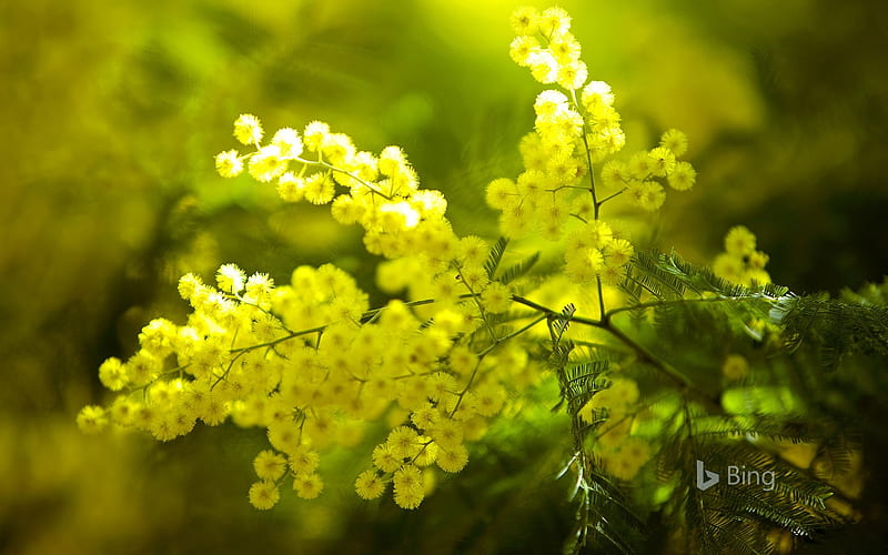 Yellow Mimosa flowers France 2018 Bing, HD wallpaper