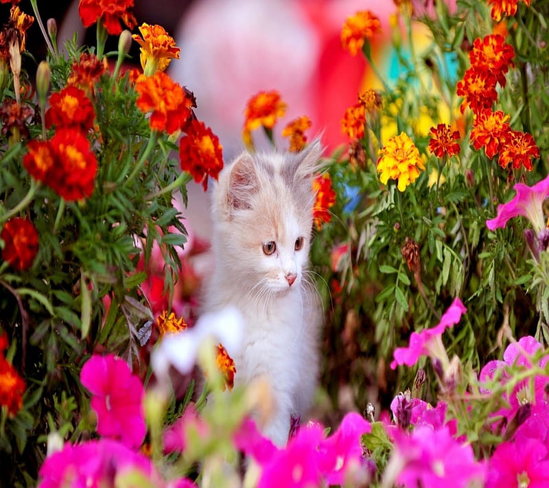 Spring Kitten, look, nice, HD wallpaper
