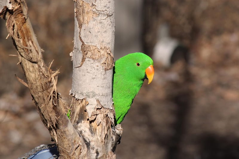 Playing Peek A Boo Pretty Bird Green Parrot Hd Wallpaper Peakpx