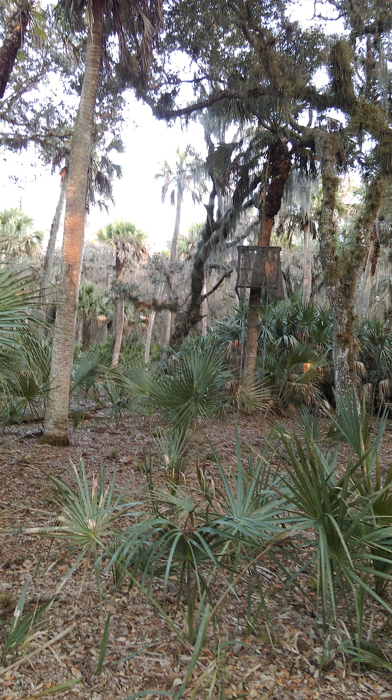 Florida backwoods, camoflauge, everglades, florida, woods, HD phone wallpaper