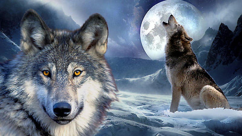 Howling At The Moon, white wolf, fantasy, moon, snow, grey wolf, nature, pips, wolves, howling, animals, HD wallpaper
