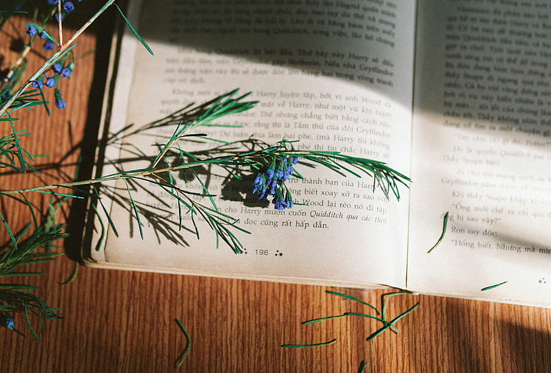 rosemary, flowers, branch, book, reading, HD wallpaper