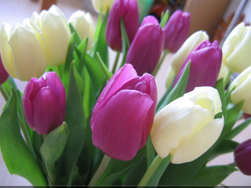 Tulips, purple, flowers, color, nature, upright, white, pretty, cerise, pink, HD wallpaper