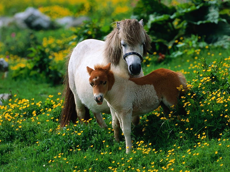 Shetland Pony with Foal [Horses], horses, HD wallpaper
