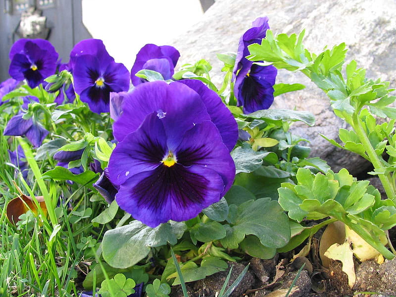 violet, purple flower, viola, garden flower, summer, flowers, HD wallpaper