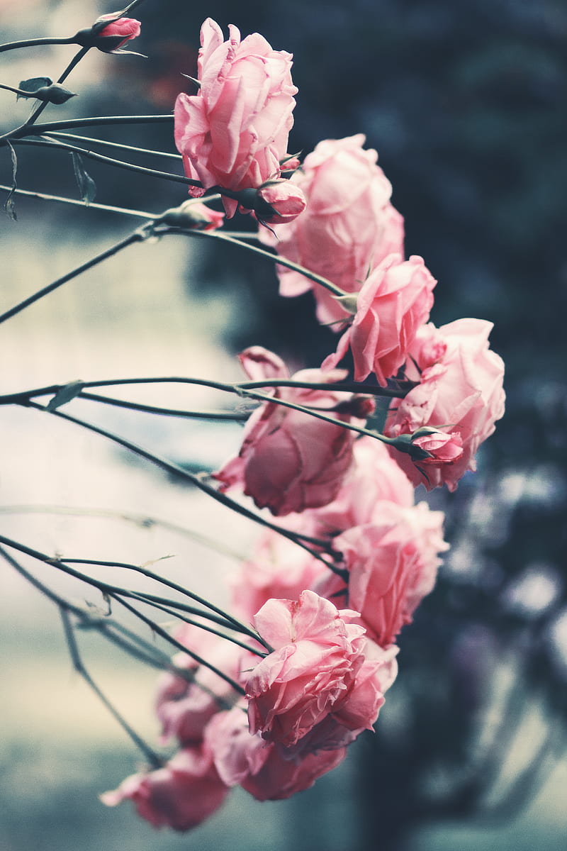 roses, pink, flowers, bush, garden, blur, HD phone wallpaper