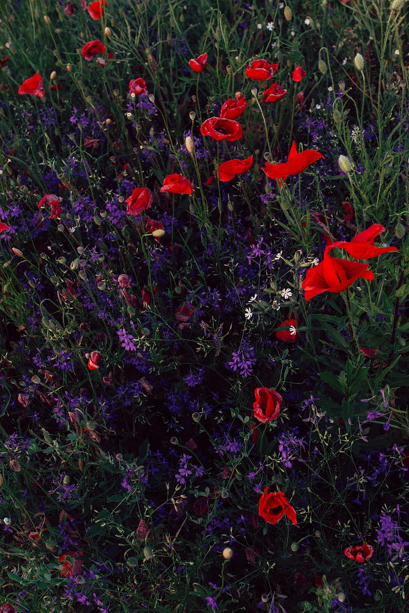 poppies, consolida, flowers, field, wild, HD phone wallpaper