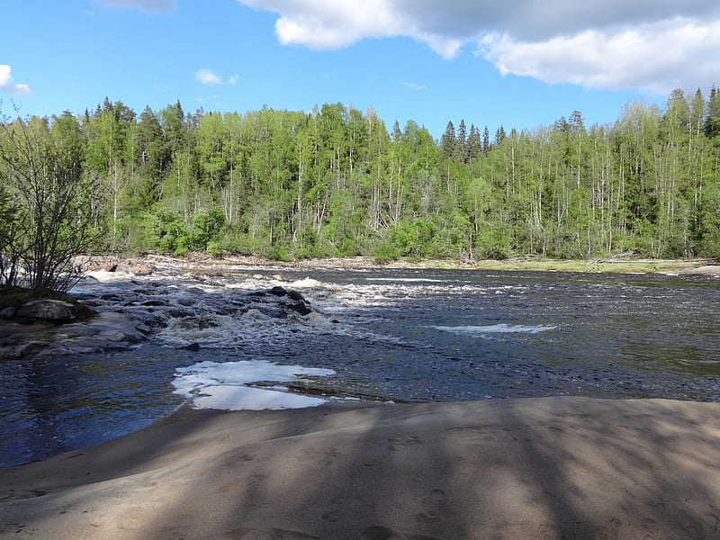 Swedish creek, foreste, norrland, skog, stream, vatten, water, HD wallpaper