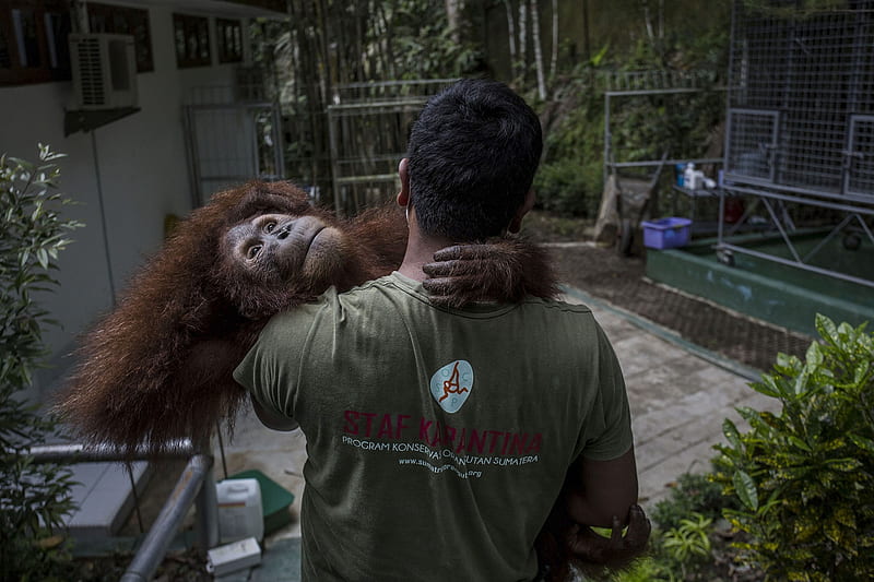Sumatran orangutan, Sumatran Orangutan Conservation Center, Primate, Orangutan, Rehabilitation Center, Pongo abelii, HD wallpaper