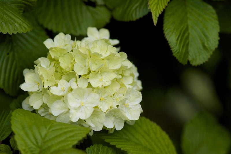 hortensia blanca ***, flores, naturaleza, hortensia, blanco, Fondo de  pantalla HD | Peakpx