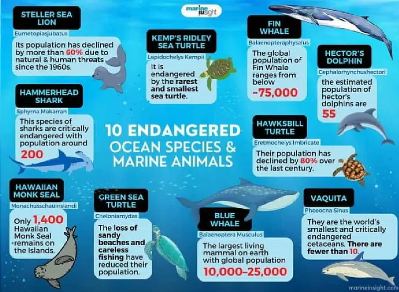 10 especies oceánicas y animales marinos en peligro de extinción, animales  marinos, Fondo de pantalla HD | Peakpx