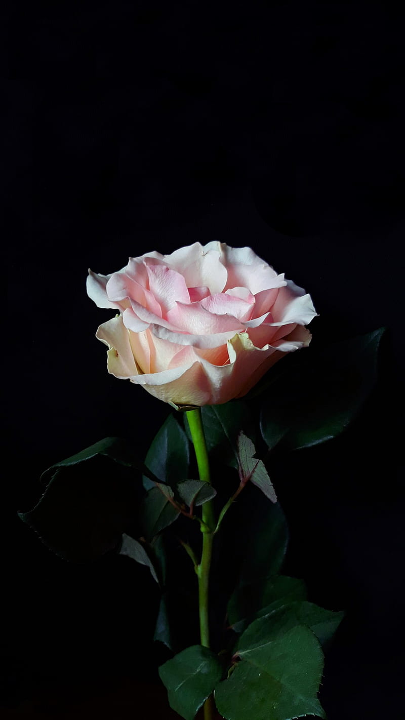flowers, rose, dark background, HD phone wallpaper