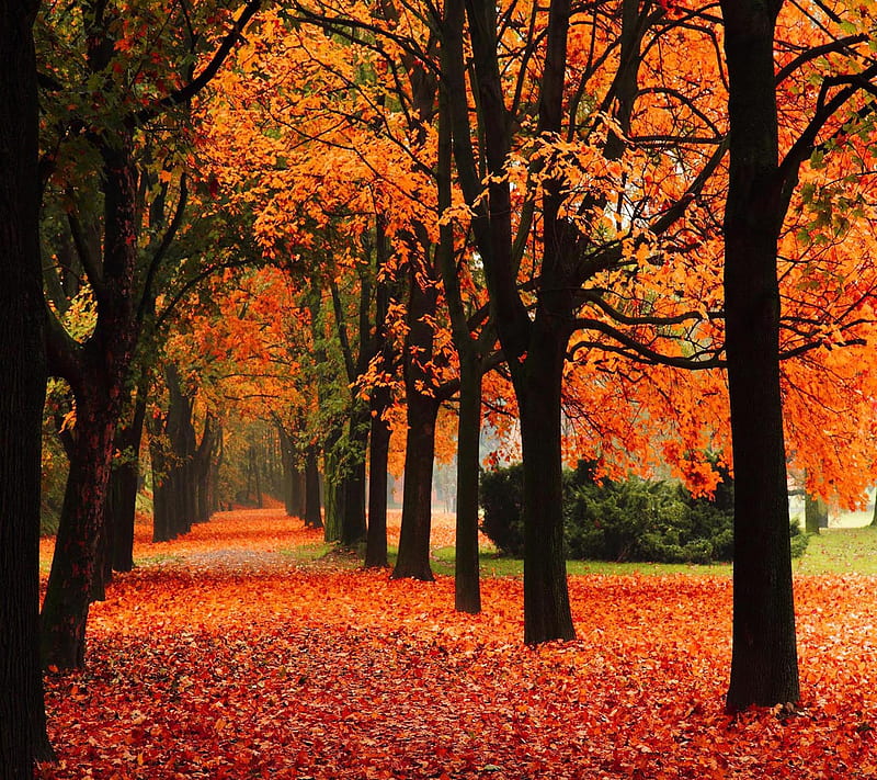 Alley Trees Autumn, bonito, cute, look, nice, HD wallpaper | Peakpx