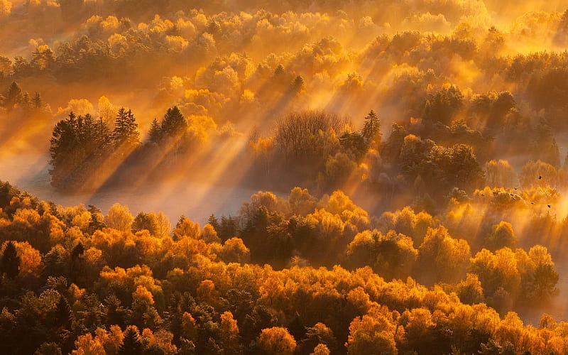 Forest in Auvergne, France, aerial view, France, sunbeams, forest, autumn, HD wallpaper