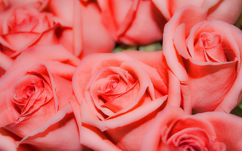 pink roses, macro, close-up, pink buds, bokeh, roses, pink flowers, HD wallpaper