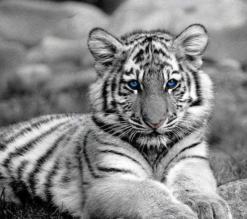 White Tiger, animal, cool, eyes pet, snow, HD wallpaper
