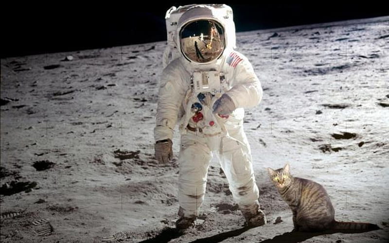 Moon landing was fake, moon, white, cat, abstract, HD wallpaper