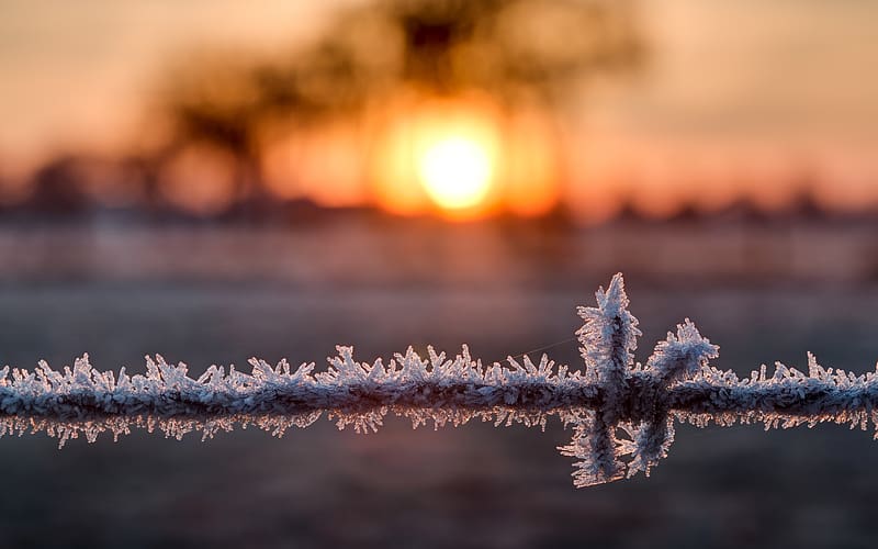 Frost, barbed wire, sunrise, fence, HD wallpaper