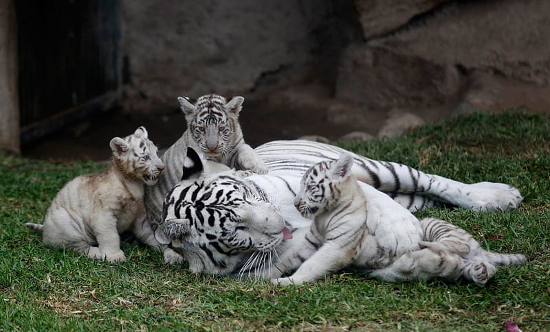 Rare White Tiger Cubs Come Out to Play, HD wallpaper