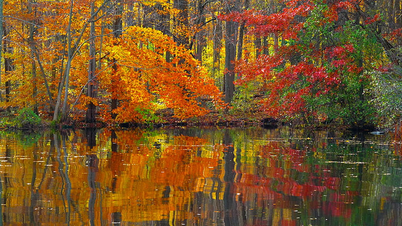 Autumn Pond, red, forest, autumn, trees, lake, pond, water, nature ...