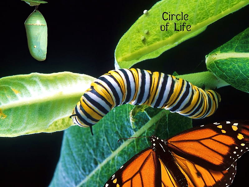 Circle of life, caterpillar, stripes, leaves, butterfly, black, yellow, white, monarch, HD wallpaper