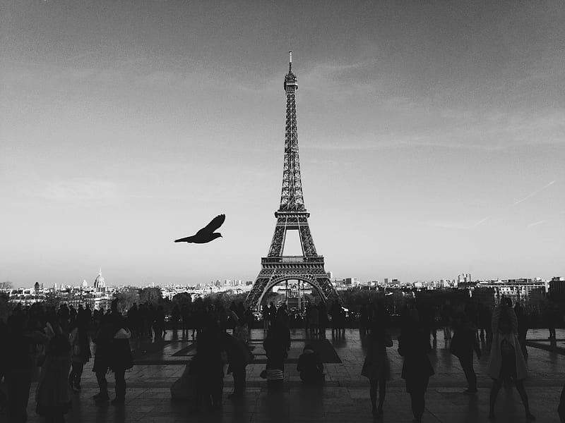 bird flying above people Walkin near Eiffel tower, HD wallpaper