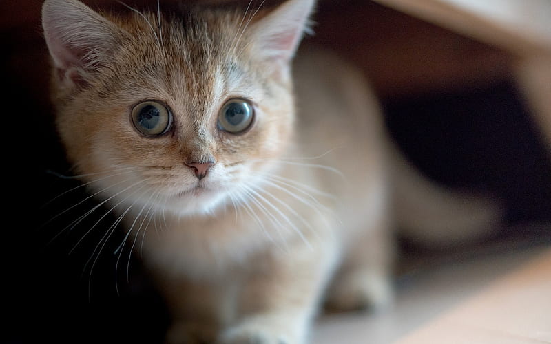 little cute kitty, beige little cat, big eyes, pets, cats, HD wallpaper