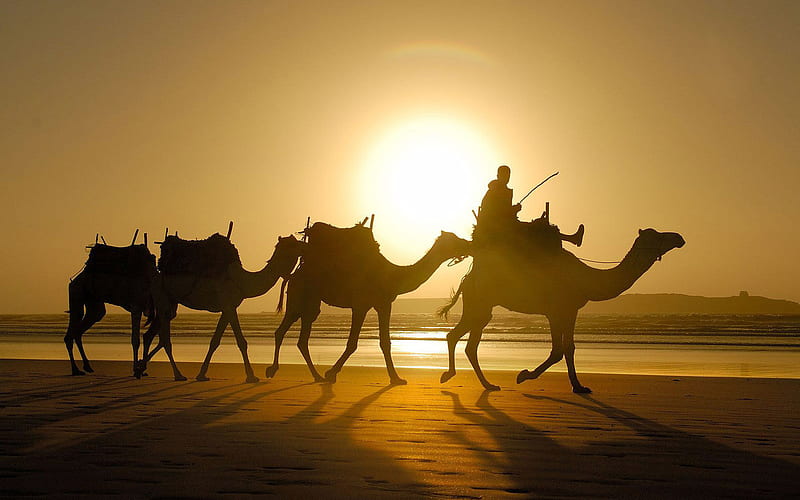 Camel caravan, sun, desert, caravn, camel, animal, HD wallpaper