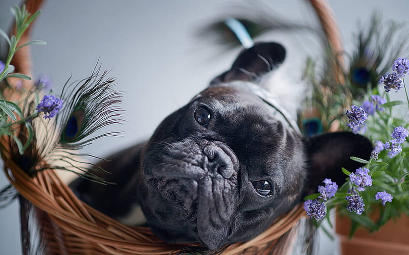 French Bulldog, small black dog, pets, cute animals, dogs, HD wallpaper