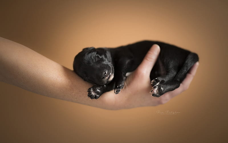 small black puppy, dog in hand, small animals, puppy in hand, HD wallpaper