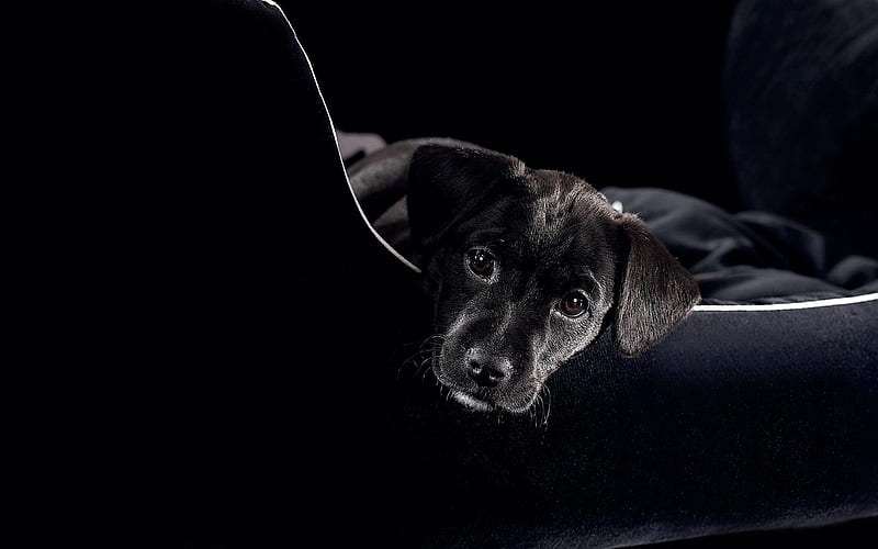 black doggy, labrador, lab, black, adorable, animal, cute, graphy, pup, puppy, HD wallpaper