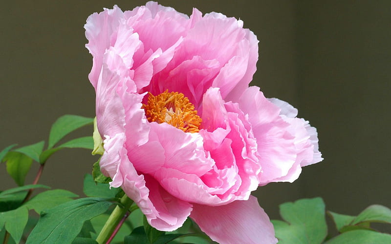 Peony lovely pink, peony, bonito, lovely, gorgeous, HD wallpaper | Peakpx
