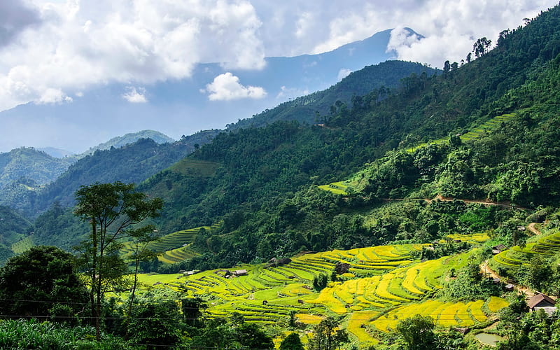 Hoang Su Phi, mountains, rice fields, plantations, Vietnam, rainforest, highlands, HD wallpaper