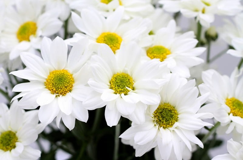 White and pure *, bright, pure, flowers, bonito, petals, white, HD wallpaper  | Peakpx