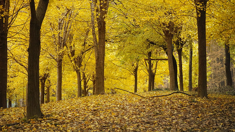 yellow leaves on ground under trees during daytime, HD wallpaper
